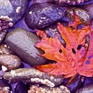 Fall In The Islands.